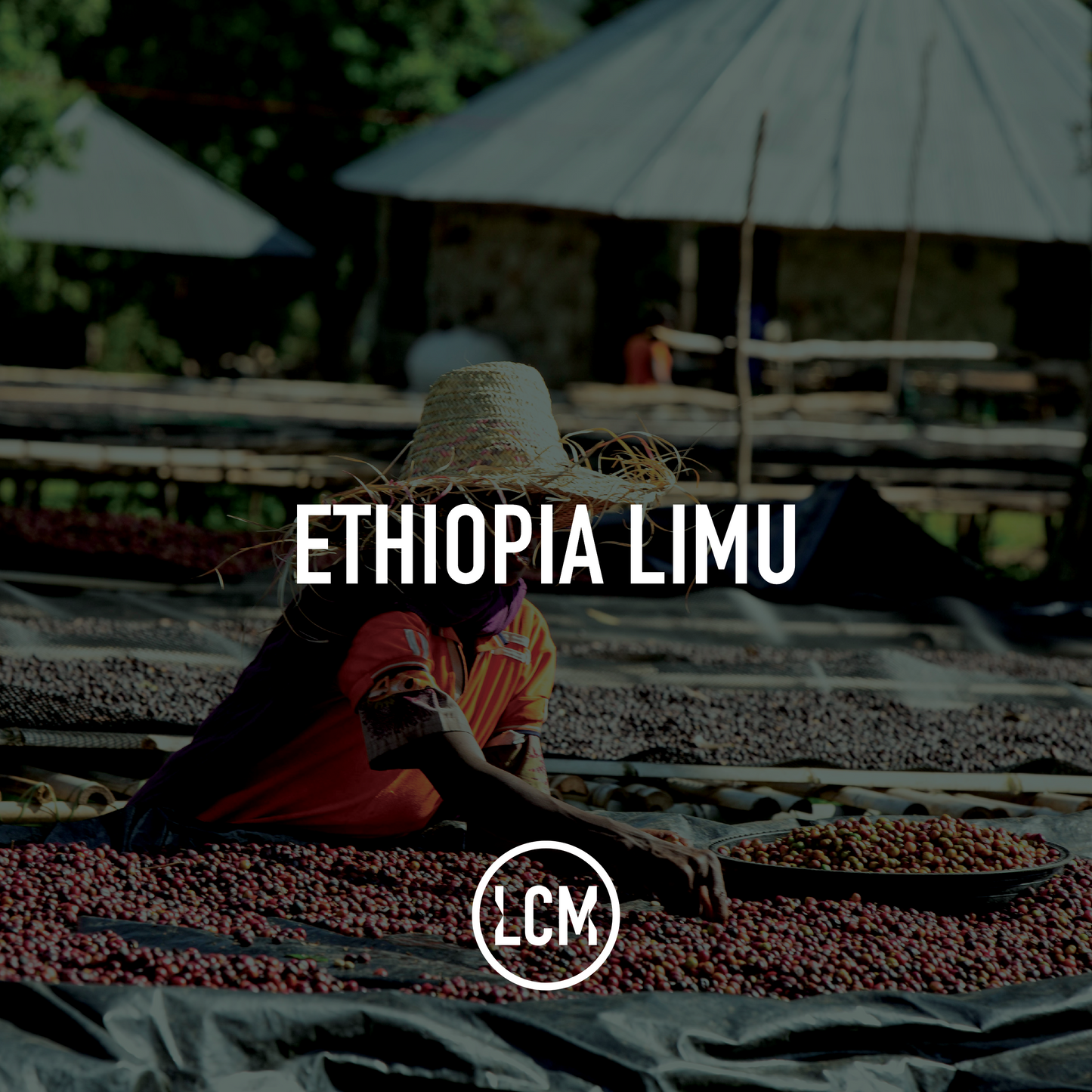 Ethiopia Limu Premium GR2 Washed 60kg GP