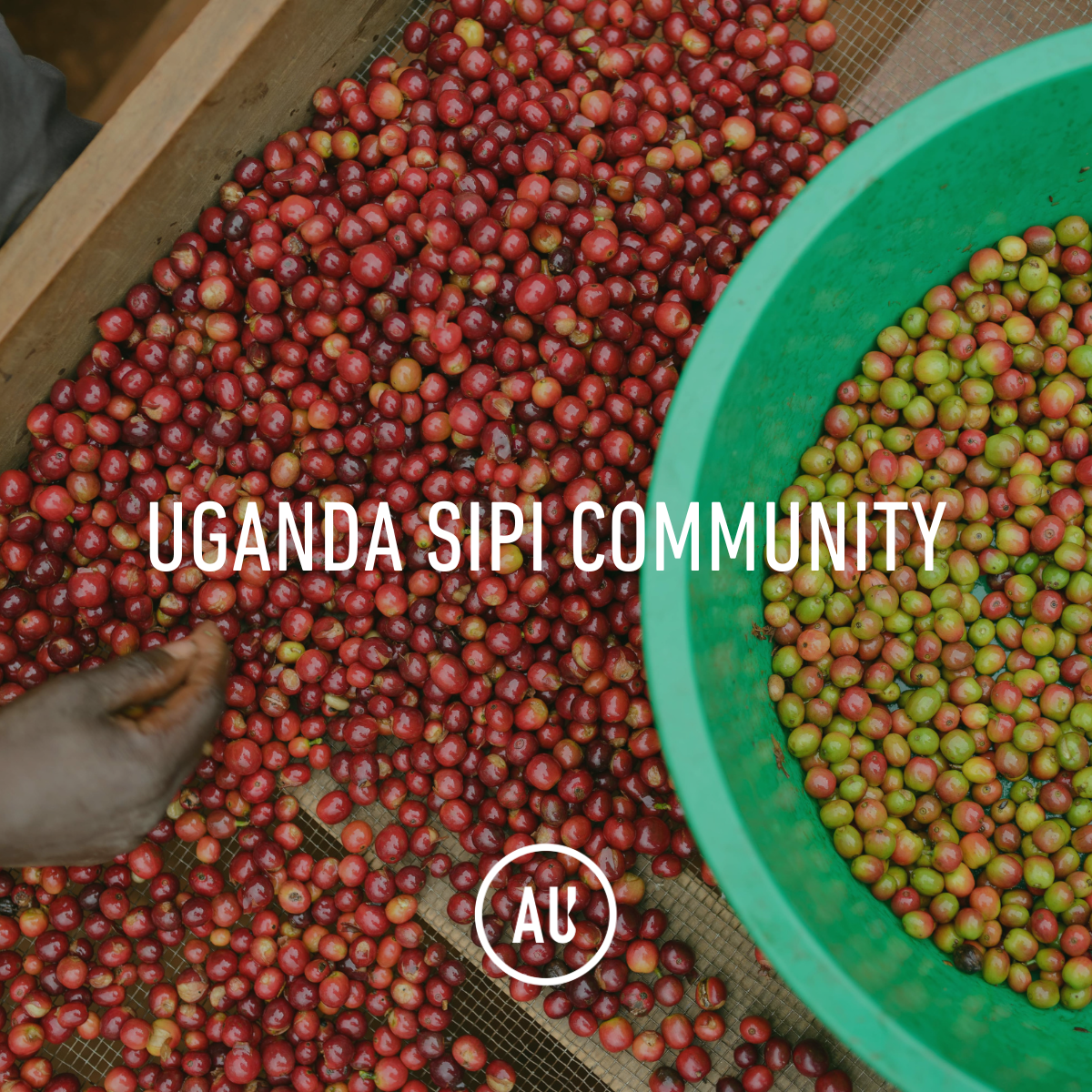 Uganda Sipi Community, A+, Washed, 60kg, GP