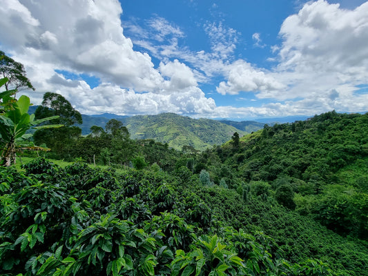 Peruvian Harvest