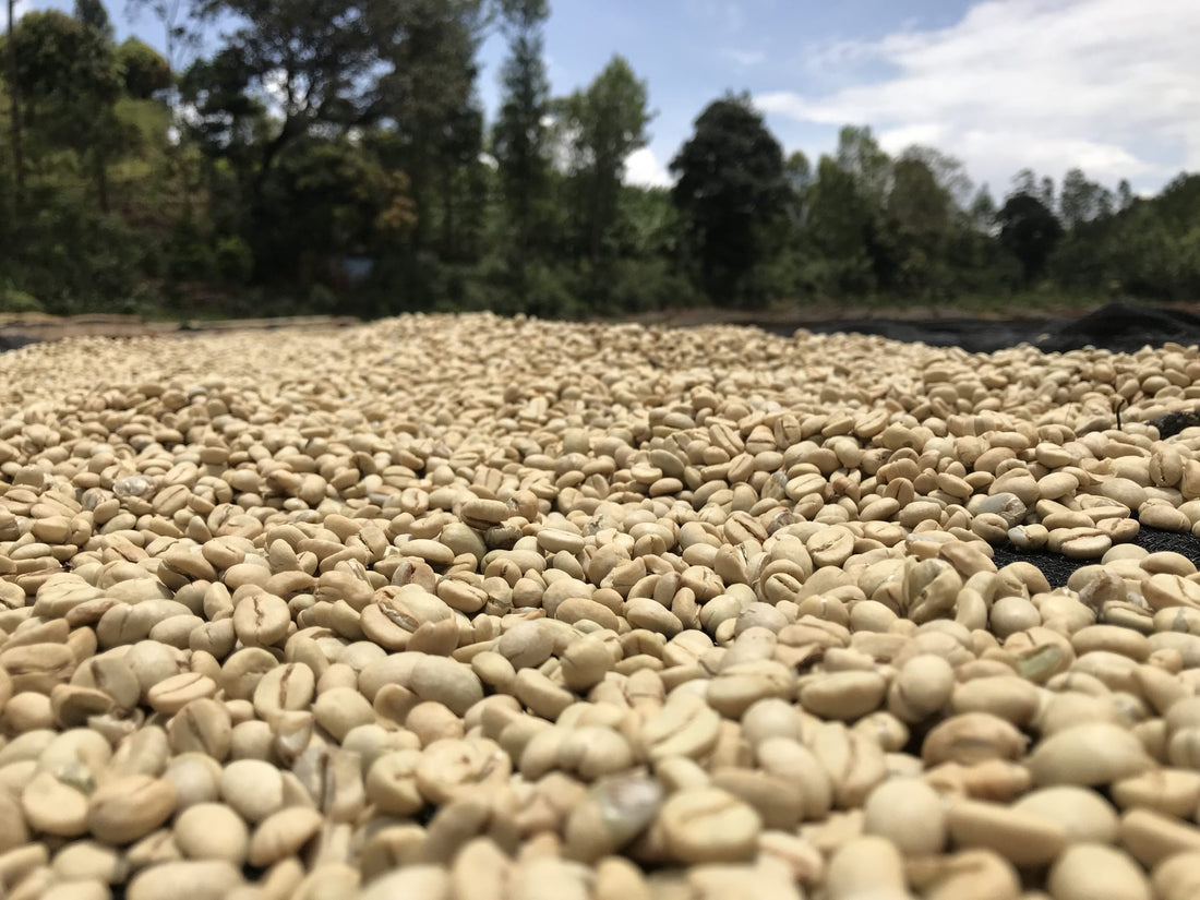 Global Coffee Climate – Prices and Volatility