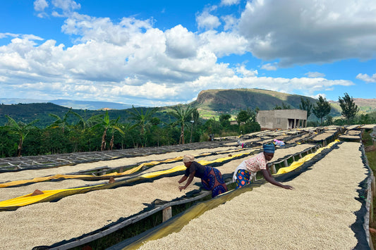 Rwanda's Evolving Coffee Landscape