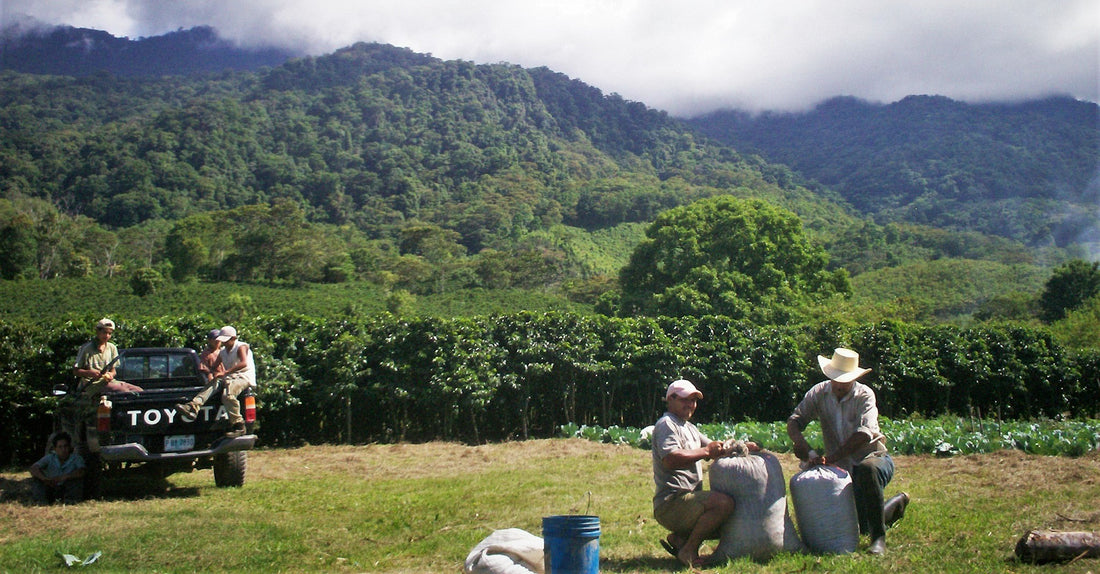 Honduras & its Abundance of Flavourful Coffee