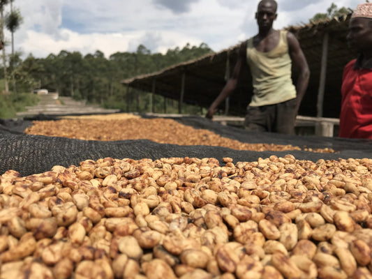 Spotlight on Origin: Burundi