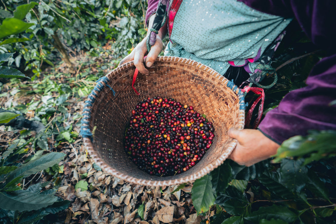 Climate Change in the Coffee Industry