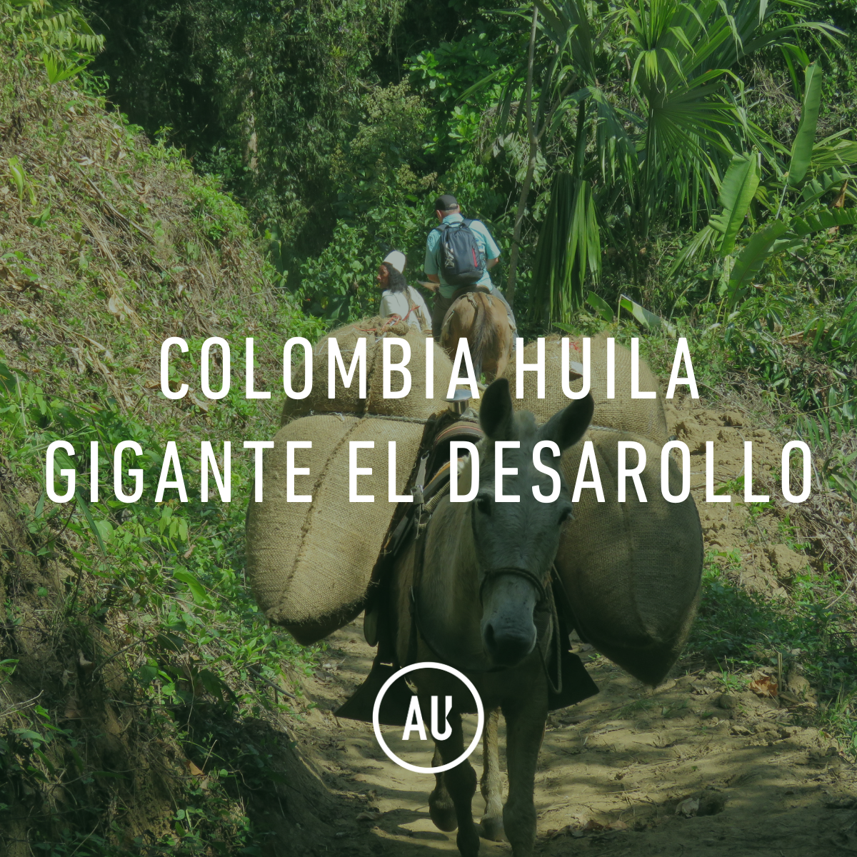 Colombia Huila Gigante El Desarrollo 70kg