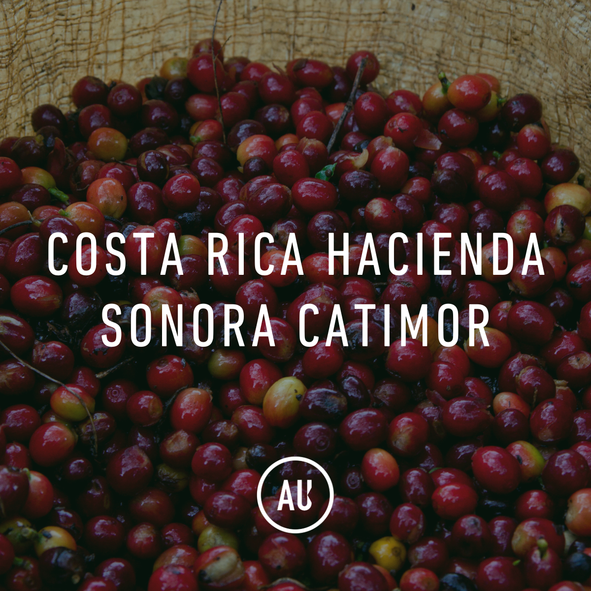 Costa Rica Hacienda Sonora Catimor 35kg