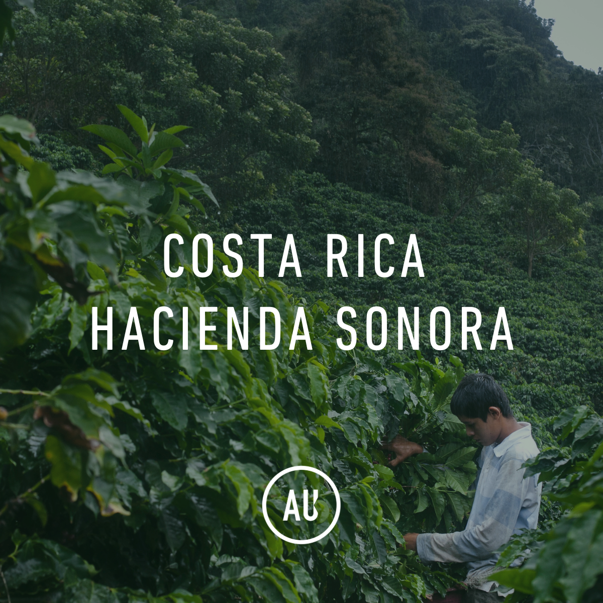 Costa Rica Hacienda Sonora Honey Natural 69kg