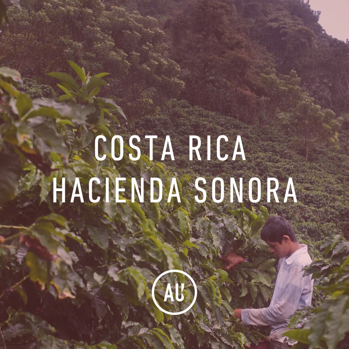 Costa Rica Hacienda Sonora Honey Natural 69kg