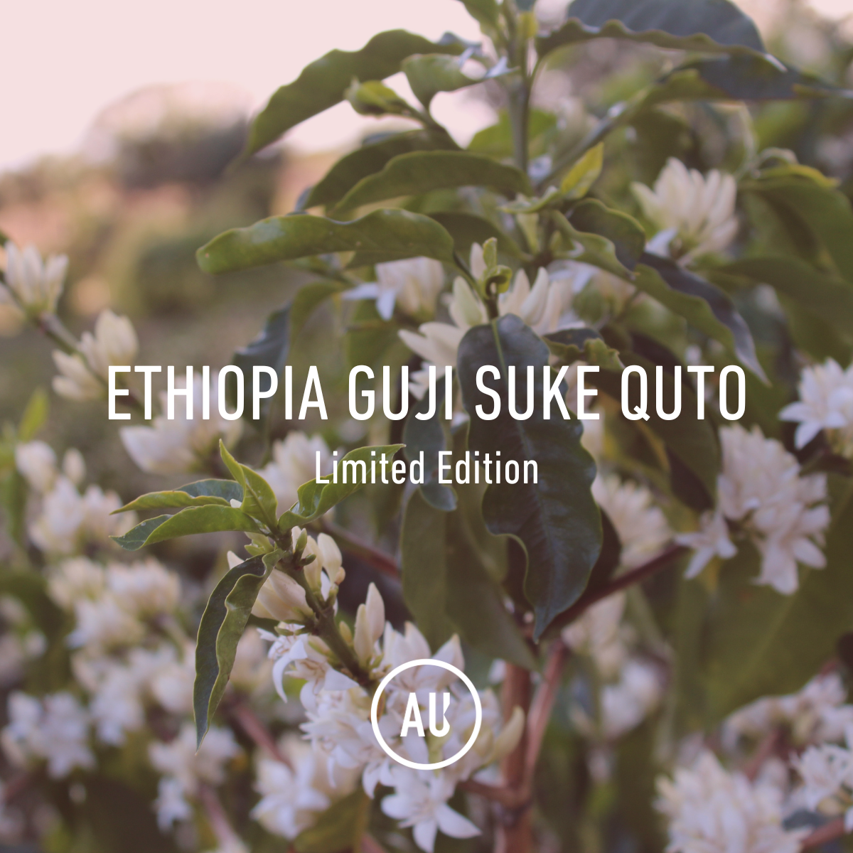 Ethiopia Guji Suke Quto Gr1 15kg