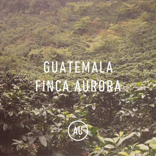 Guatemala Finca Aurora AN Caturra 69kg