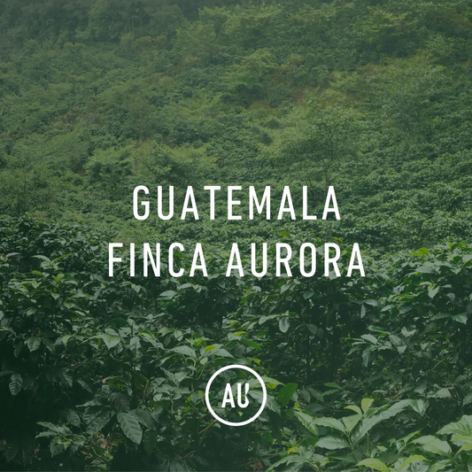 Guatemala Finca Aurora AN Caturra 69kg