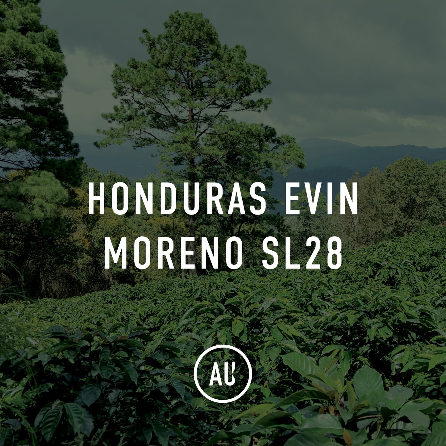 Honduras Evin Moreno SL28 35kg