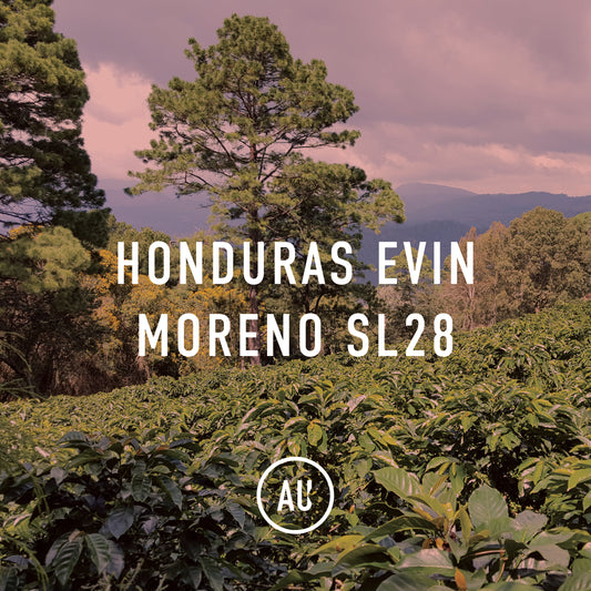 Honduras Evin Moreno SL28 35kg