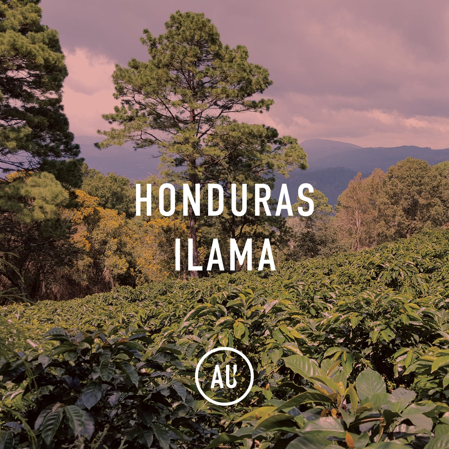 Honduras Ilama