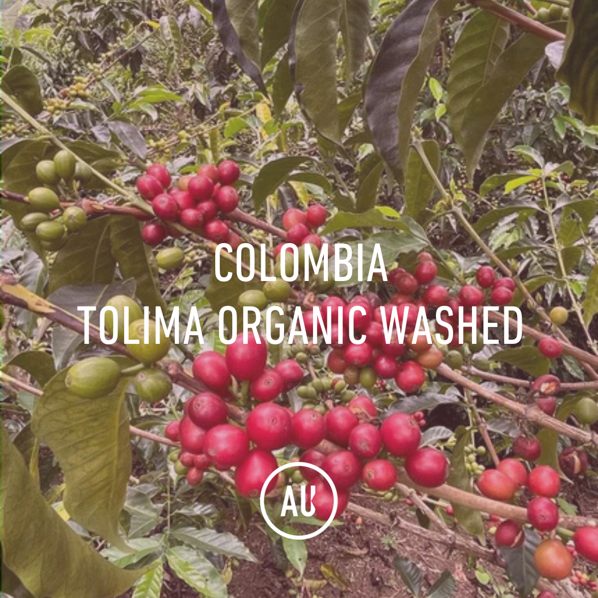 Colombia Tolima Organic Washed 70kg