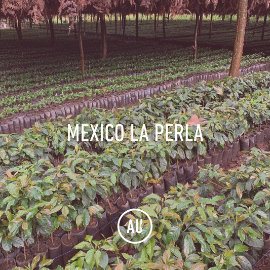 Mexico SHG La Perla 69kg