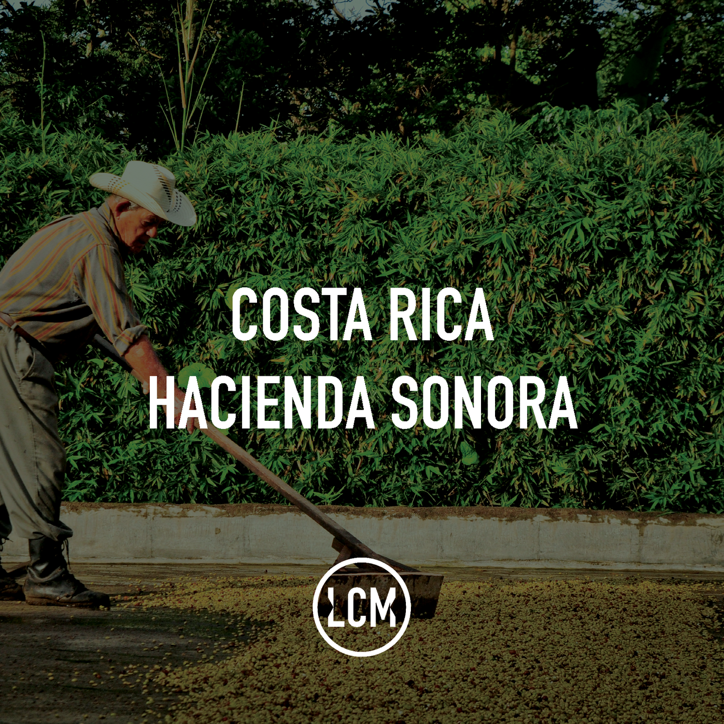 Costa Rica Hacienda Sonora Honey 69kg